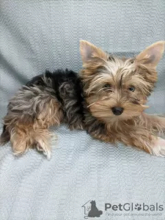 Photo №3. Yorkie with blue eyes. Germany