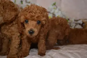 Photo №3. Lovely toy poodle babies. Russian Federation