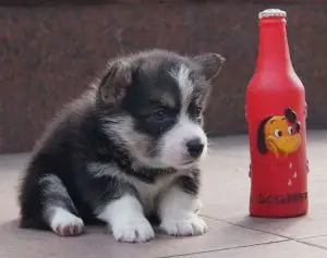 Photo №3. I offer puppies welsh corgi pembroke RKF. Kazakhstan