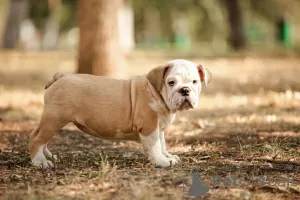 Photo №2 to announcement № 12251 for the sale of english bulldog - buy in Russian Federation private announcement, breeder