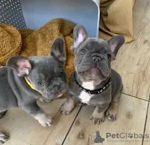 Photo №2 to announcement № 129618 for the sale of french bulldog - buy in Germany private announcement