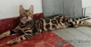 Additional photos: Bengal kittens for sale