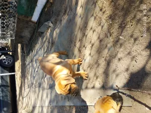 Photo №1. boerboel - for sale in the city of Kharkov | 300$ | Announcement № 6353