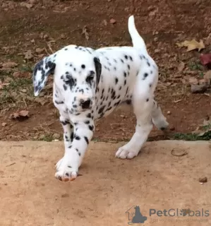 Photo №1. dalmatian dog - for sale in the city of Magadan | Is free | Announcement № 10858