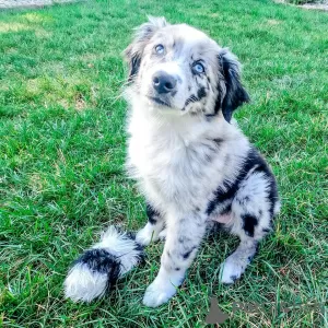 Photo №1. australian shepherd - for sale in the city of Geneva | 500$ | Announcement № 36978