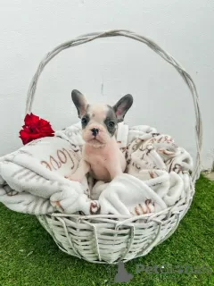 Additional photos: French bulldog puppies