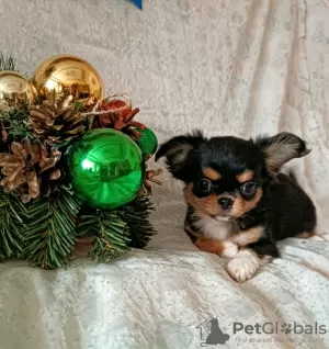 Photo №4. I will sell chihuahua in the city of Minsk.  - price - 480$