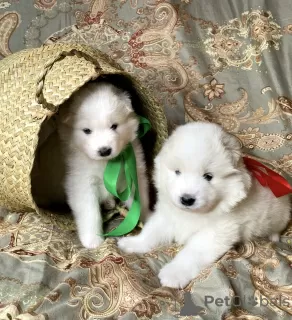 Additional photos: Samoyed puppies