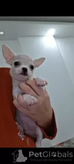 Additional photos: Mini Chihuahuas