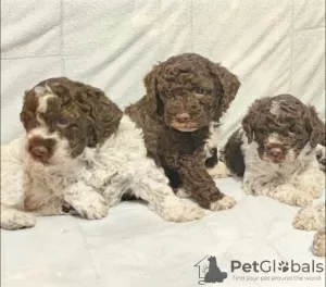 Additional photos: Lagotto Romagnolo puppies