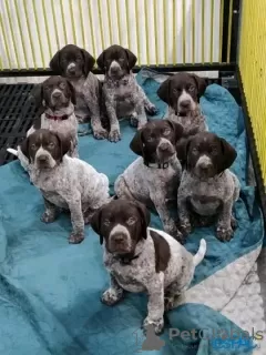 Photo №3. Lovely German shorthaired pointer ready to go. Germany