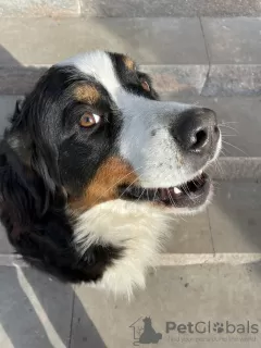 Additional photos: Reservation for Bernese Mountain Dog puppies is open