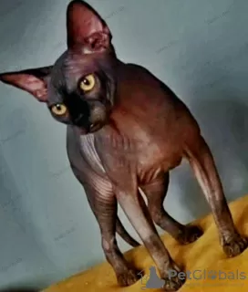 Additional photos: Sphynx Show Quality Black Kitten