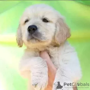 Additional photos: Golden Retriever puppies