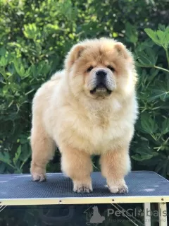 Photo №3. Chow Chow, beautiful puppies. Serbia