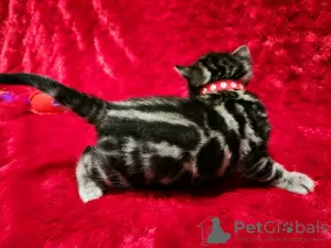 Photo №2 to announcement № 121715 for the sale of bengal cat - buy in Russian Federation breeder