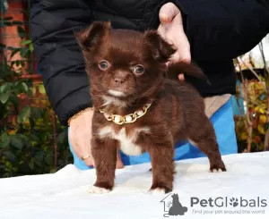 Photo №4. I will sell chihuahua in the city of St. Petersburg. breeder - price - negotiated