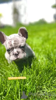 Additional photos: Hello french bulldog puppies for sale.