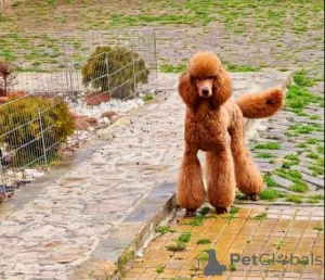 Photo №3. Royal Poodle puppies. Serbia