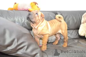 Additional photos: Brutal Shar Pei puppy