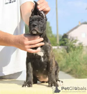 Photo №2 to announcement № 71633 for the sale of cane corso - buy in Serbia breeder