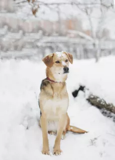 Photo №2 to announcement № 5826 for the sale of non-pedigree dogs - buy in Russian Federation from the shelter