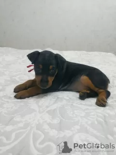 Photo №1. miniature pinscher - for sale in the city of Bobruisk | 157$ | Announcement № 18289