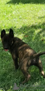 Additional photos: Dutch Shepherd puppies