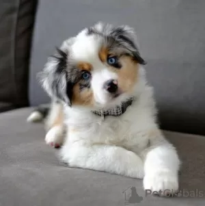 Photo №1. australian shepherd - for sale in the city of Дублин | negotiated | Announcement № 120589