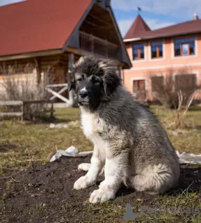 Photo №2 to announcement № 99870 for the sale of caucasian shepherd dog - buy in Latvia breeder