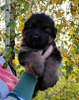 Photo №3. Long Haired German Shepherd - PUPPIES FCI. Poland