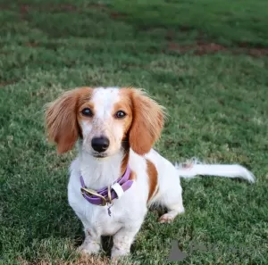 Additional photos: Dachshund