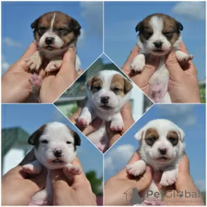 Photo №1. jack russell terrier - for sale in the city of Minsk | 240$ | Announcement № 20133