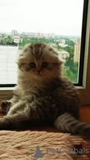 Photo №2 to announcement № 10487 for the sale of scottish fold - buy in Ukraine private announcement