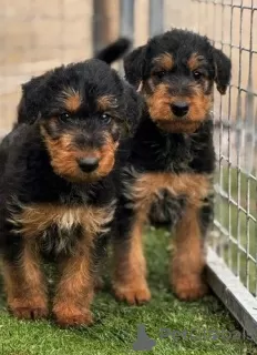 Photo №2 to announcement № 128871 for the sale of airedale terrier - buy in Canada breeder