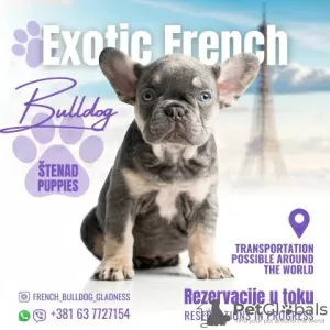 Additional photos: French bulldog puppy, exotic