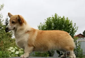 Additional photos: welsh corgi pembroke puppies girls from Interchampion