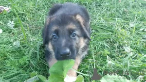 Additional photos: german shepherd puppies