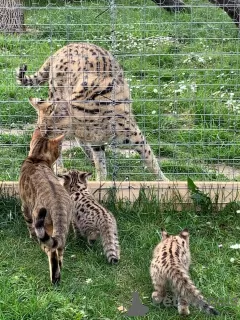 Photo №3. savannah kittens F5 LOOF. France