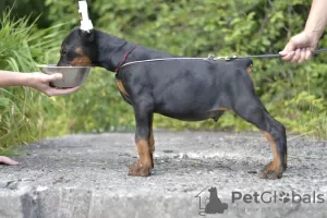 Photo №1. dobermann - for sale in the city of Vitebsk | 1183$ | Announcement № 11389