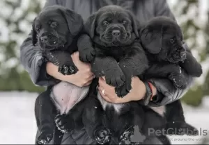 Photo №3. Elite Labrador puppies. Belarus