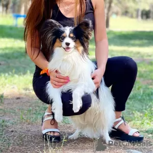 Photo №4. I will sell papillon dog in the city of Мерсин. private announcement - price - negotiated