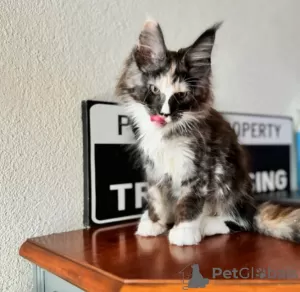 Photo №3. Healthy cute adorable Maine coon kittens available now for sell. Switzerland