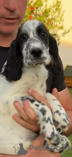 Photo №3. English setter Papi. Serbia