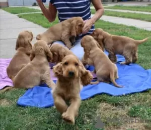 Photo №1. english cocker spaniel - for sale in the city of Omerville | 355$ | Announcement № 13102