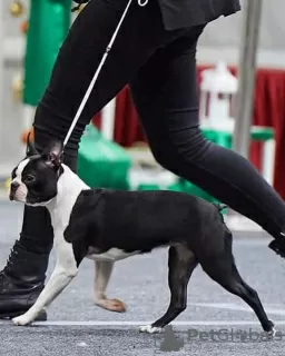 Additional photos: Boston Terrier FCI