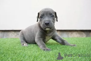 Photo №3. Bluenose Pitbull Puppies. Serbia