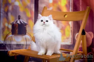 Photo №3. Silver fluffy Scottish cat. Russian Federation