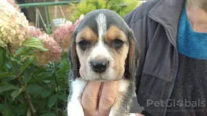 Photo №1. beagle - for sale in the city of Smorgon | 176$ | Announcement № 13044