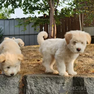 Photo №1. icelandic sheepdog - for sale in the city of Berlin | Is free | Announcement № 126242